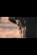 Singing Back The Buffalo