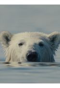 Nuisance Bear