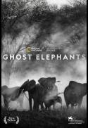 Ghost Elephants