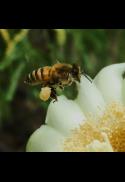 Intimate Immersion Poetry Workshop Sept/Oct 2026