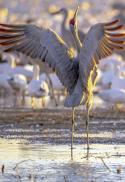 Renesan - The Fall Migration: Birds Heading South