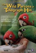 The Wild Parrots of Telegraph Hill